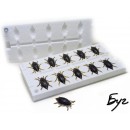 Форма Хруща (Maybug) 1"(25mm) - 10шт