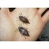 Форма Хруща (Maybug) 