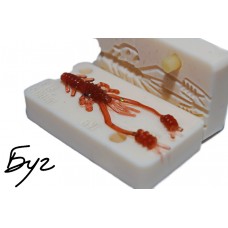Форма Рінг Шрімп (Ring Shrimp)