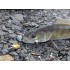 Форма для лиття тейл-спінера Deracoup Tail Spinner 14-21-28g (L1038) 
