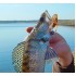 Форма Карлі Граб (Curly Grub)