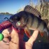 Форма Флепер Граб (Flapper Grub)