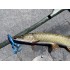 Форма Пайк Коллектор - 4" (100mm) (Shirasu Pike Collector)