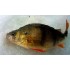 Форма Бокоплав (Manz Gammarus)