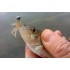 Форма Бокоплав (Manz Gammarus)