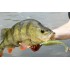 Форма ДСвім (Tournament D'Swim)